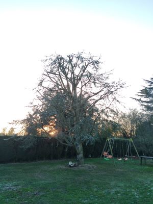 Elagage des arbres près de Bruay-la-Buissière