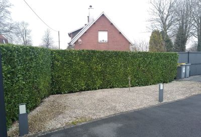 Taille haie près de Bruay-la-Buissière